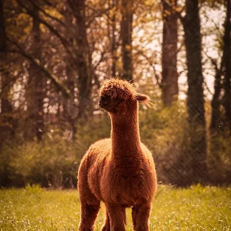 De Betze - Country Life Prázdninový dům Geetbets