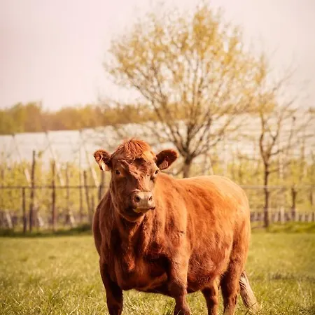 De Betze - Country Life Prázdninový dům *